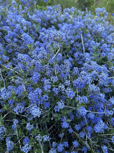 Ceanothus lemmonii, photograph 6