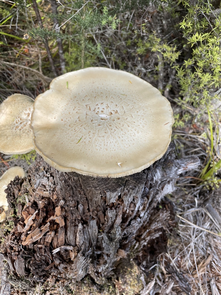 Neolentinus lepideus · December 2025 · photo: © lisa_bennett (iNaturalist, cc-by)