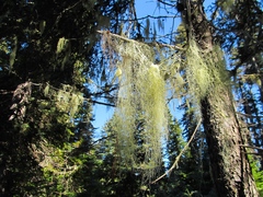 Usnea alpina