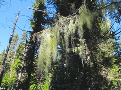 Usnea alpina