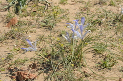 Iris tenuifolia