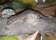 Cyrtodactylus marmoratus