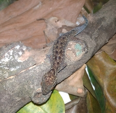Cyrtodactylus marmoratus