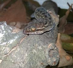 Cyrtodactylus marmoratus