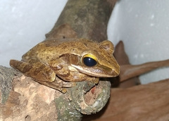 Polypedates leucomystax