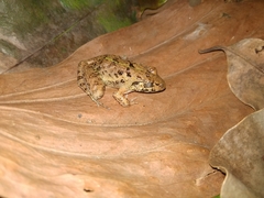 Fejervarya limnocharis