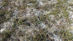 Cassiope tetragona tetragona