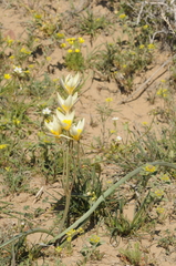 Tulipa biflora