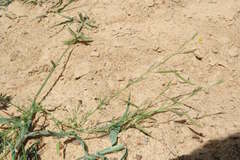 Physostemon guianense