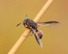 Masarinae