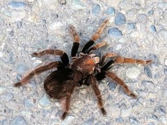 Pamphobeteus verdolaga
