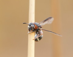 Masarinae