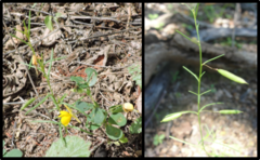 Physostemon guianense