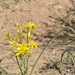 Altai Star-of-Bethlehem - Photo (c) vladimir_epiktetov, some rights reserved (CC BY-NC), uploaded by vladimir_epiktetov