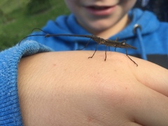 Lasiorhynchus barbicornis