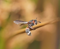 Masarinae