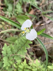 Commelina modesta