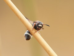Masarinae