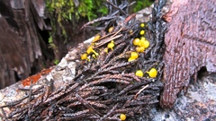 Chloroscypha flavida