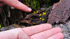 Chloroscypha flavida