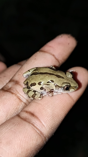 Senegal Running Frog