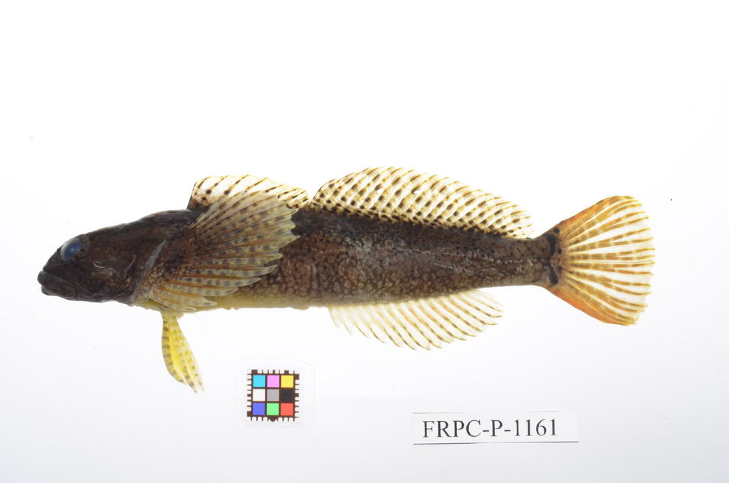Fourspine sculpin (Cottus hangiongensis) — Cottidae