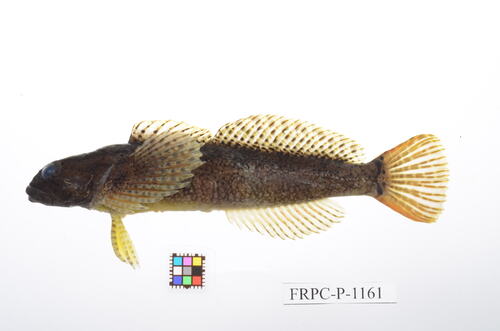 Fourspine sculpin (Cottus hangiongensis) — Cottidae