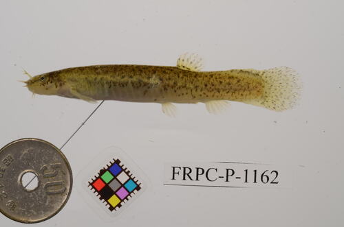 Eightbarbel loach (Lefua echigonia) — Nemacheilidae — 2