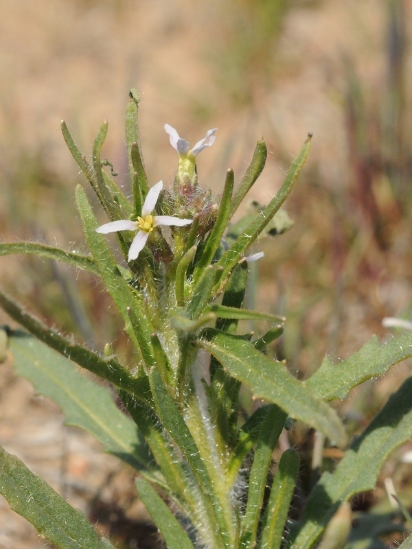 Diptychocarpus