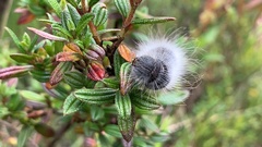Metardaris cosinga