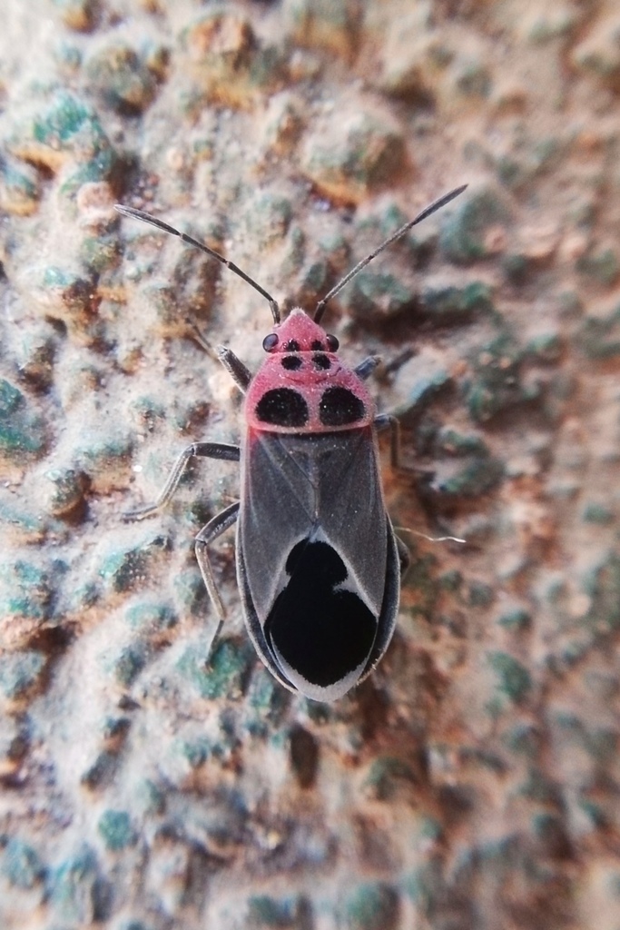 Graptostethus argentatus