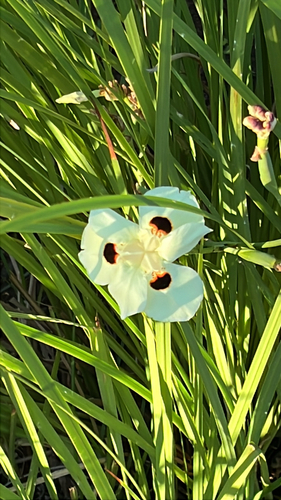 Dietes bicolor, 2025-12-03