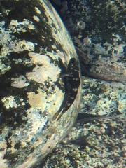 Mauligobius maderensis