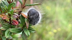 Metardaris cosinga