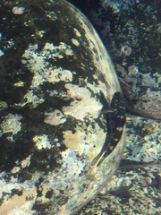 Mauligobius maderensis