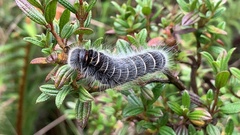 Metardaris cosinga