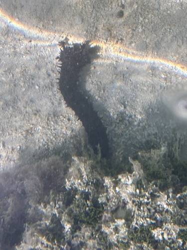Holothuria leucospilota observed 2025-12-03