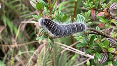 Metardaris cosinga