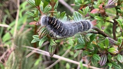 Metardaris cosinga
