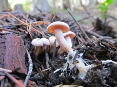 Clitocybe albirhiza