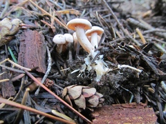 Clitocybe albirhiza