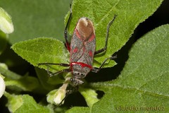 Acinocoris lunaris