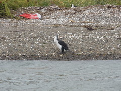 Phalacrocorax varius varius