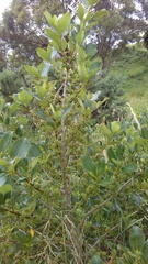 Coprosma robusta