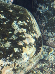 Mauligobius maderensis