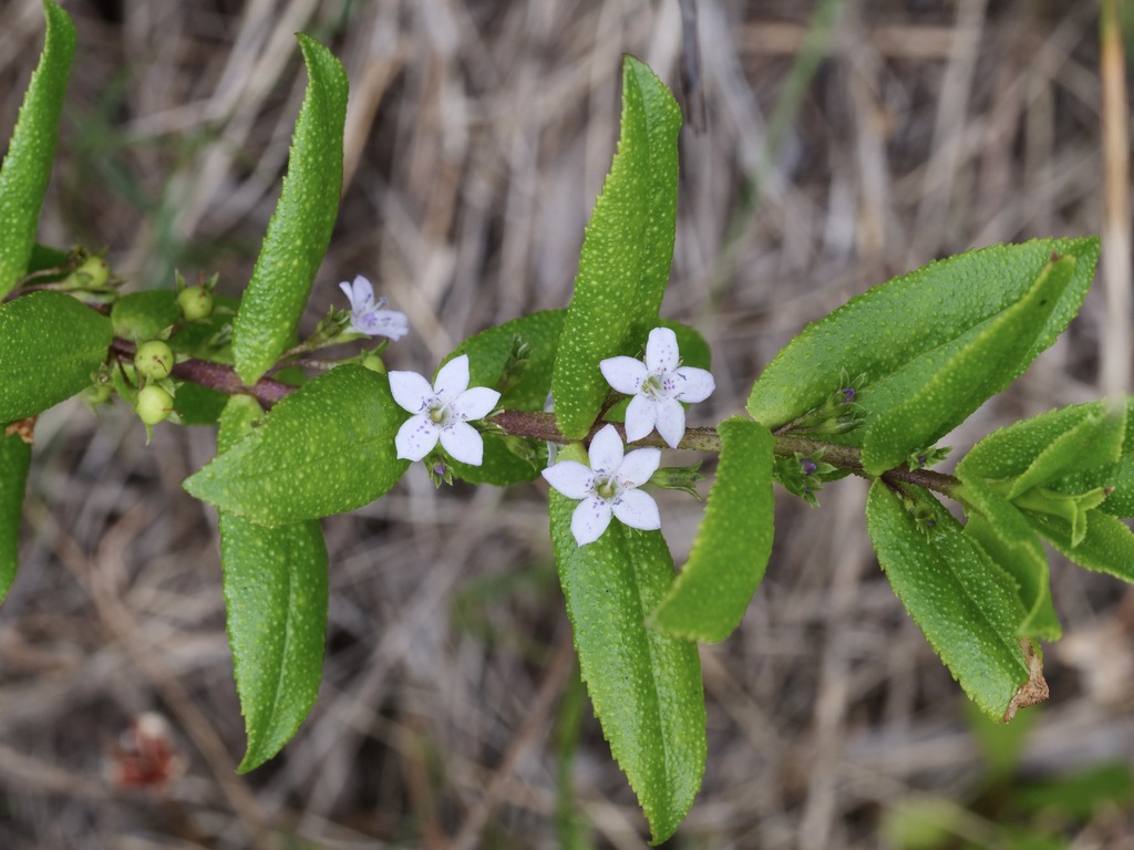 Myoporum oppositifolium