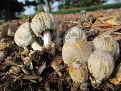 Coprinellus flocculosus