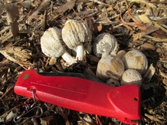 Coprinellus flocculosus