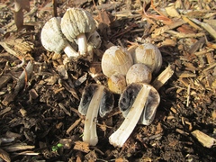 Coprinellus flocculosus