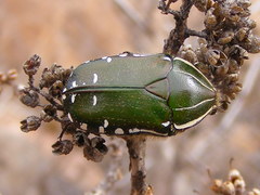 Rhabdotis intermedia